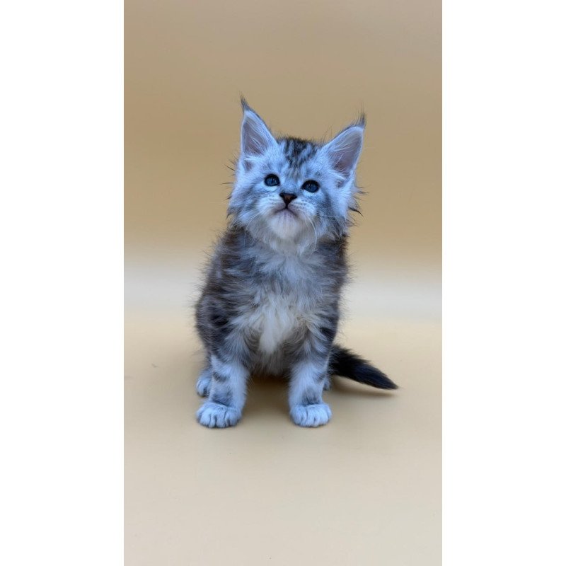Maine Coon Hammer