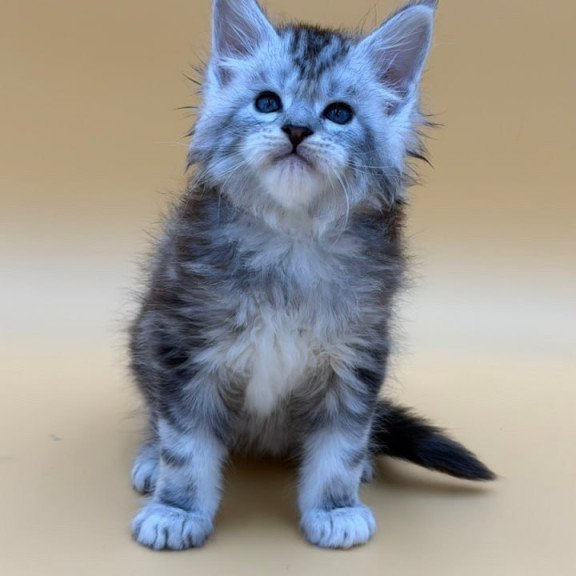 Maine Coon Hammer
