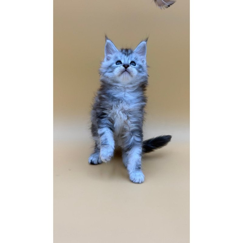 Maine Coon Hammer