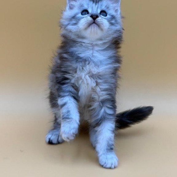 Maine Coon Hammer