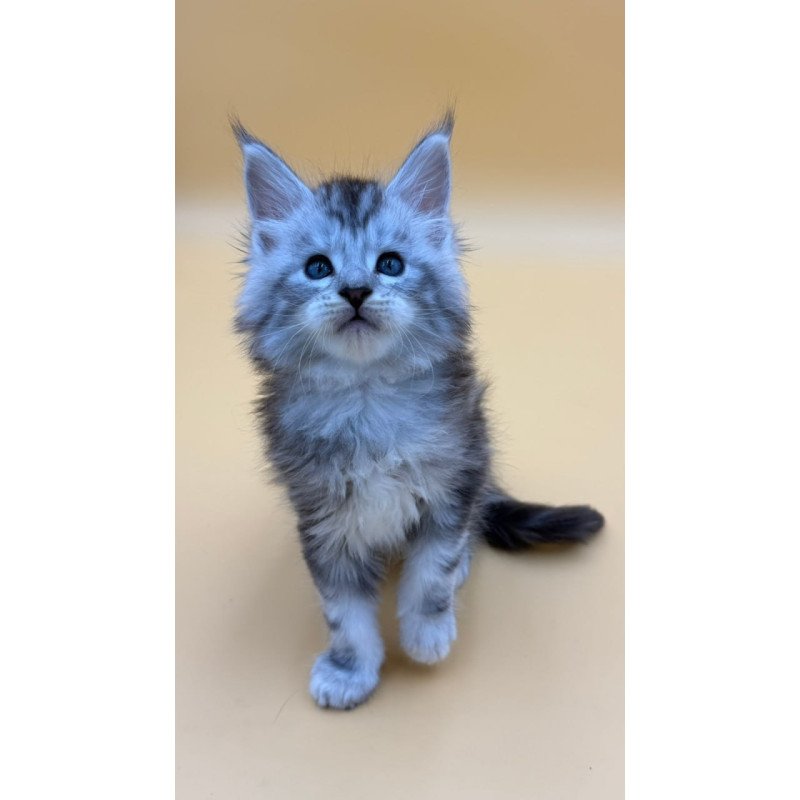 Maine Coon Hammer