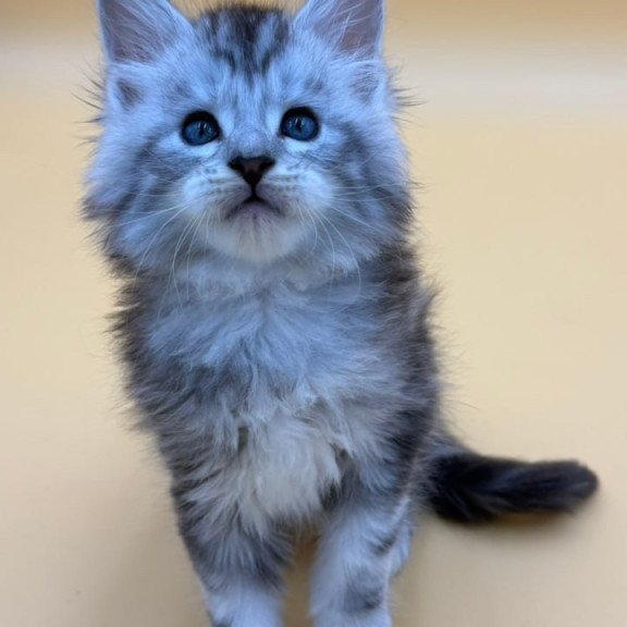 Maine Coon Hammer