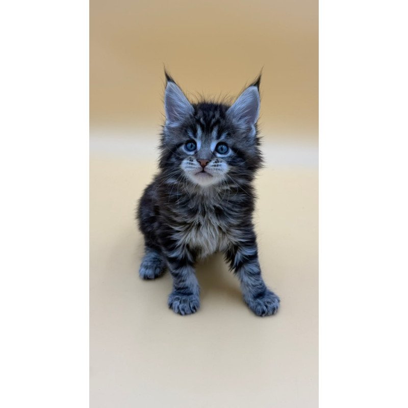 Maine Coon Hunter