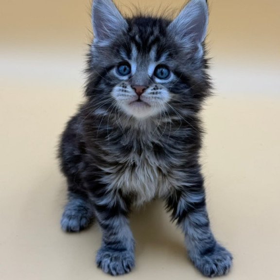 Maine Coon Hunter
