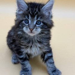 Maine Coon Hunter