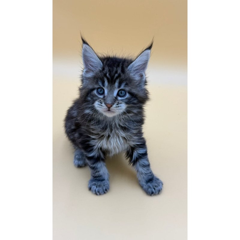 Maine Coon Hunter