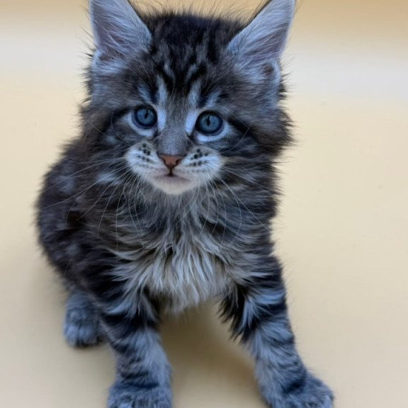 Maine Coon Hunter