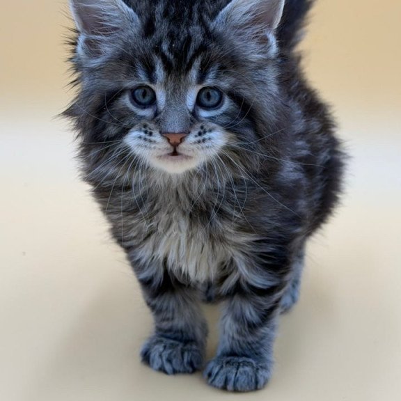 Maine Coon Hunter