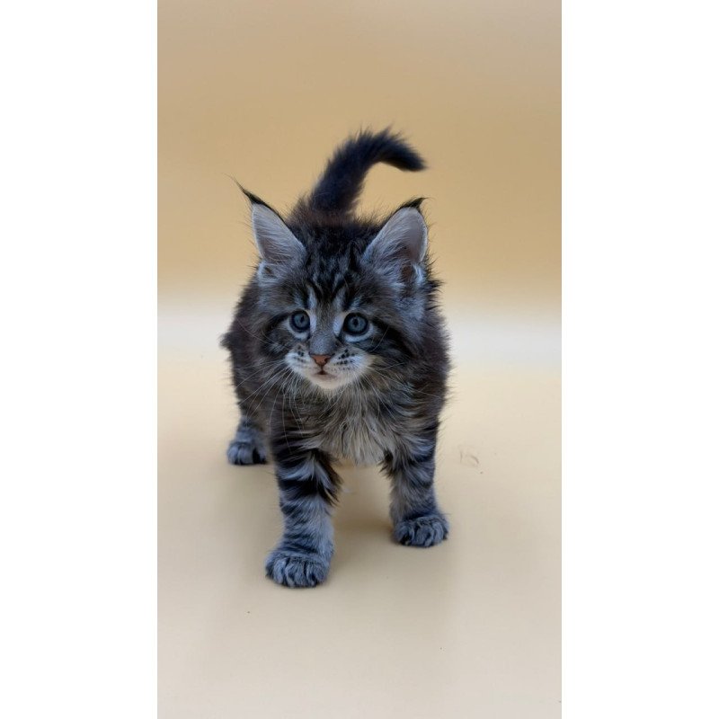 Maine Coon Hunter