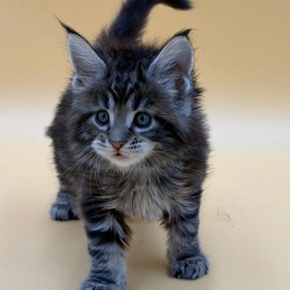 Maine Coon Hunter