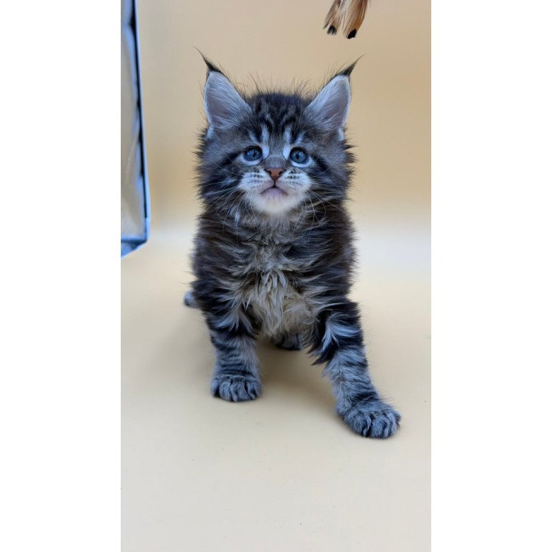 Maine Coon Hunter