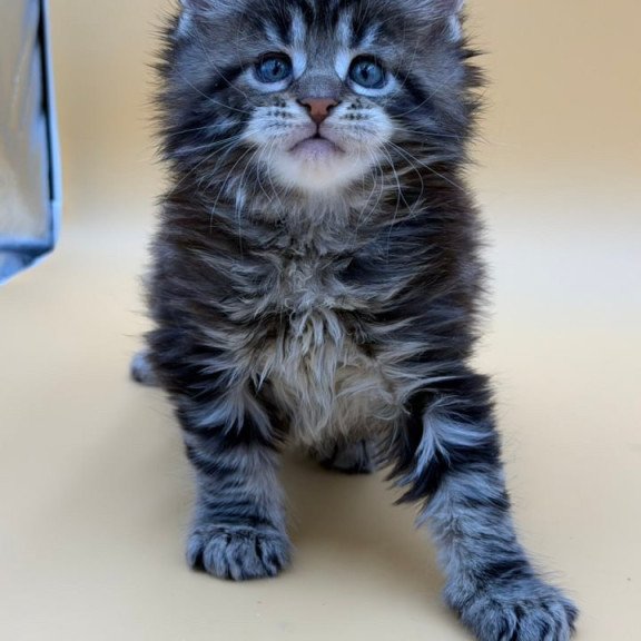 Maine Coon Hunter