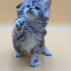 Maine Coon Hilton