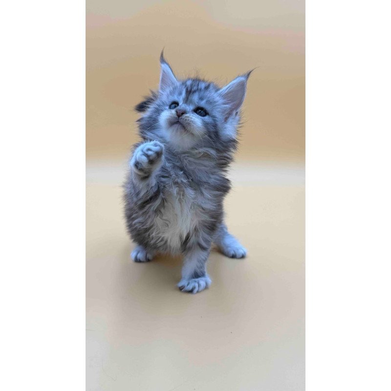 Maine Coon Hilton