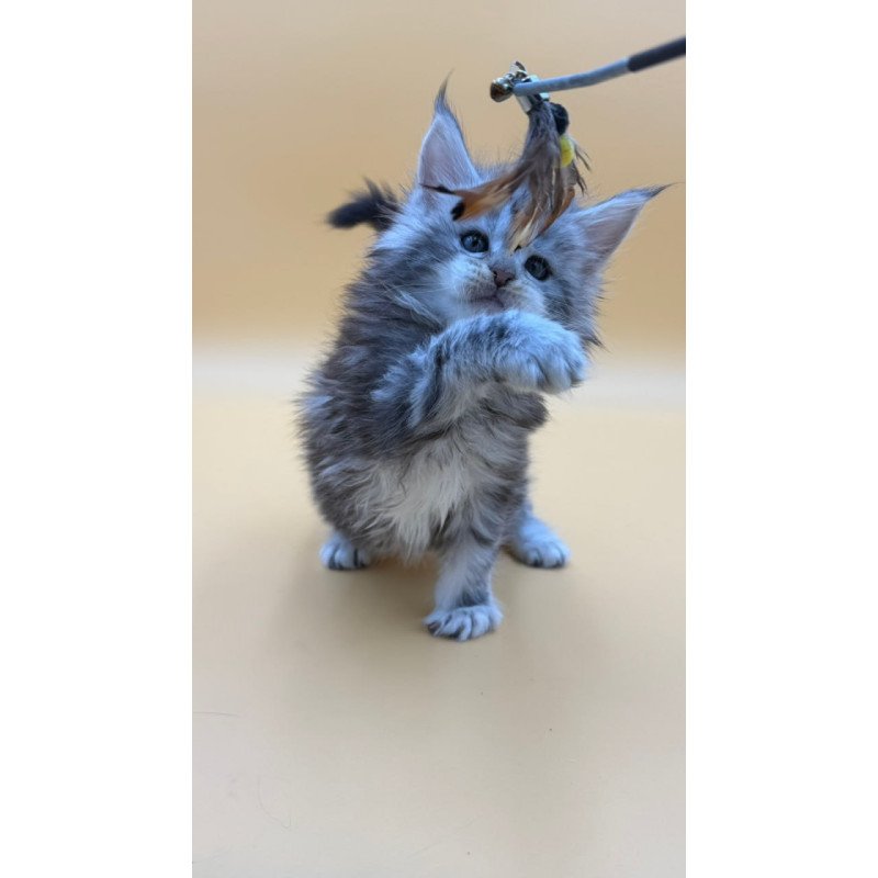 Maine Coon Hilton