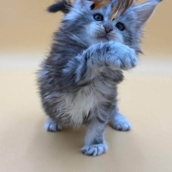 Maine Coon Hilton