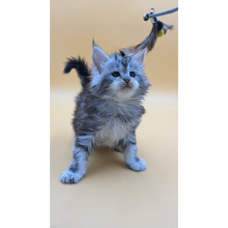 Maine Coon Hilton