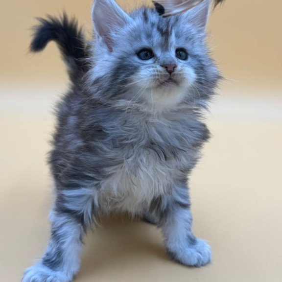 Maine Coon Hilton