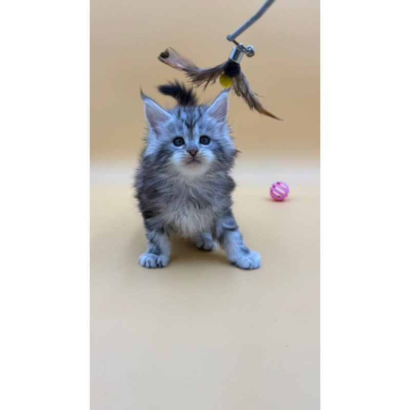 Maine Coon Hilton