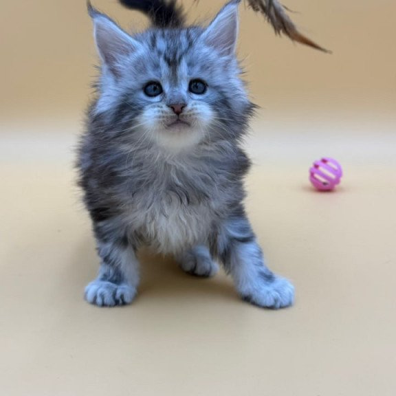 Maine Coon Hilton