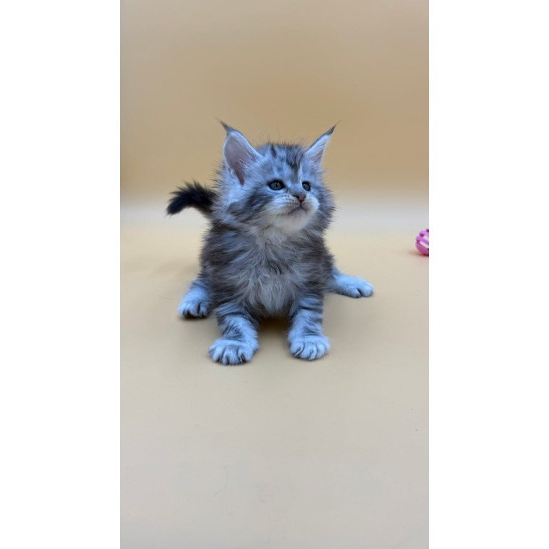 Maine Coon Hilton