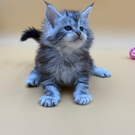 Maine Coon Hilton