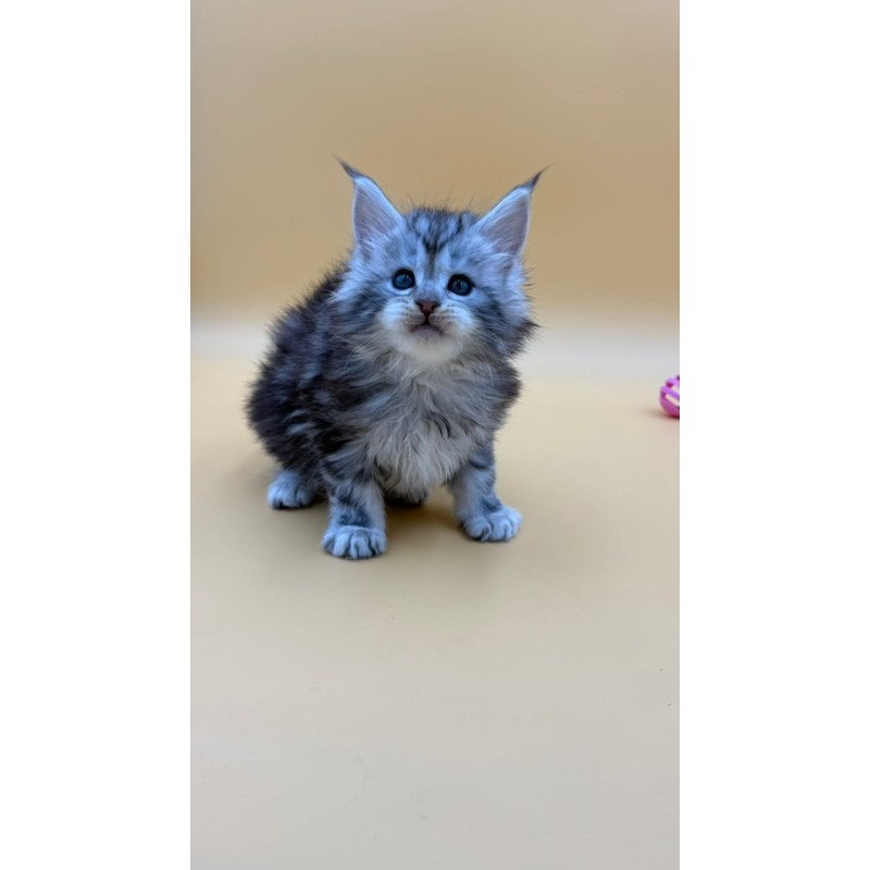 Maine Coon Hilton