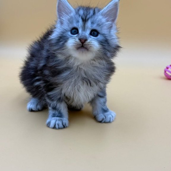 Maine Coon Hilton