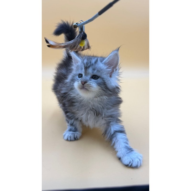 Maine Coon Hilton