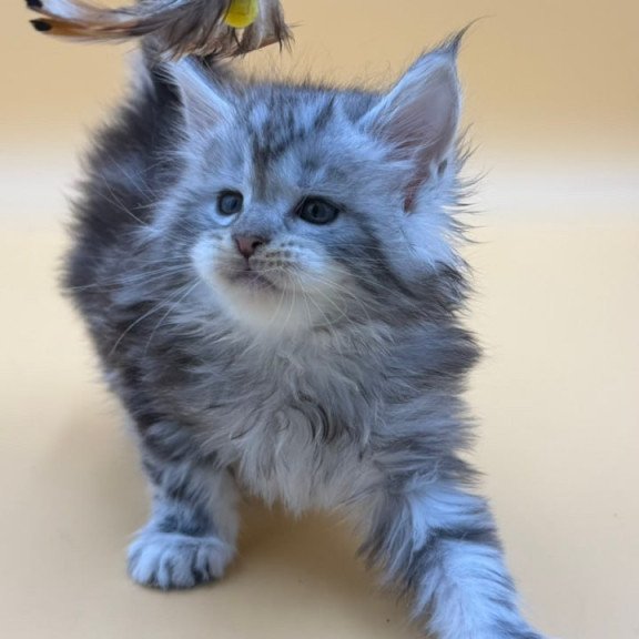 Maine Coon Hilton