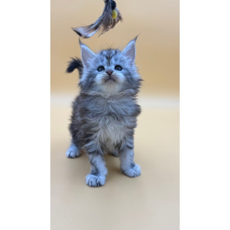 Maine Coon Hilton