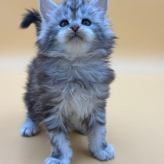 Maine Coon Hilton
