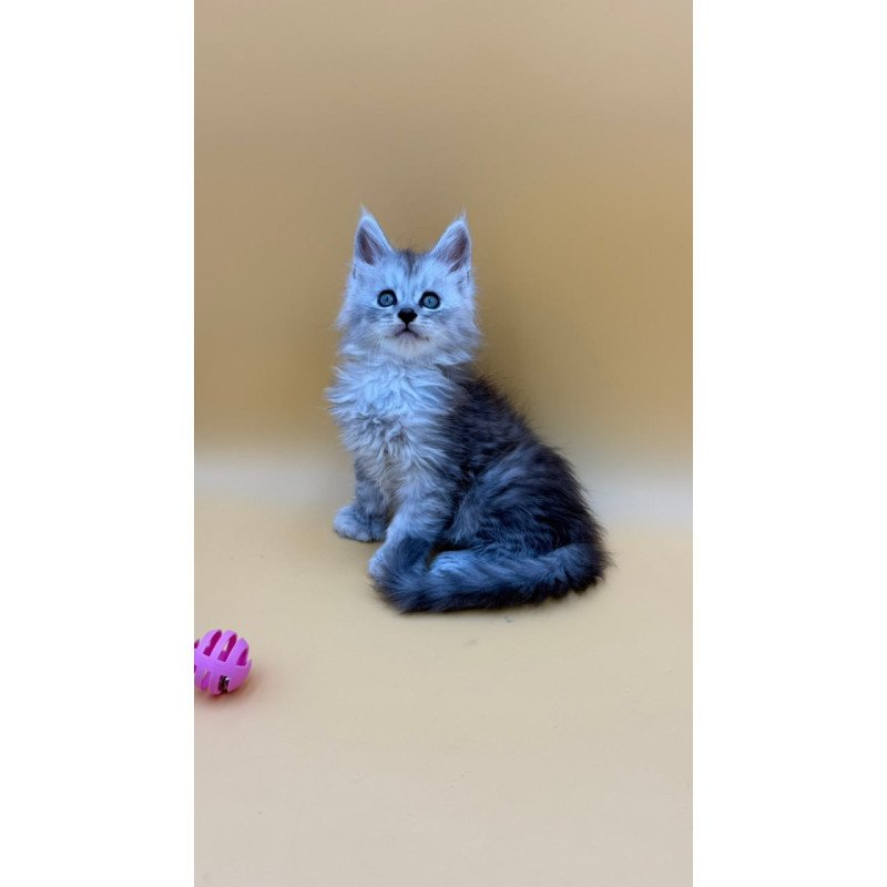 Maine Coon Heyjay