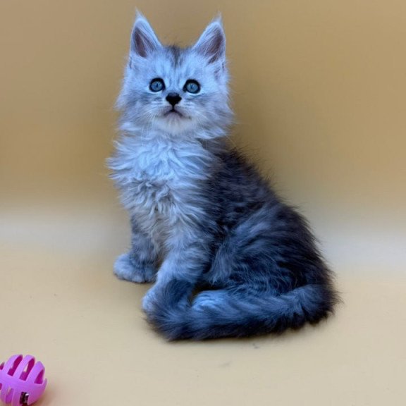 Maine Coon Heyjay
