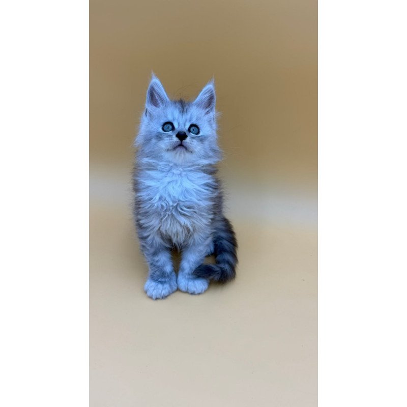 Maine Coon Heyjay