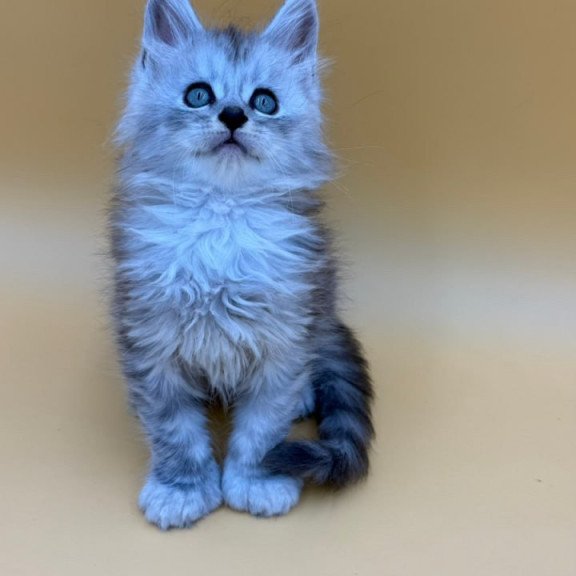 Maine Coon Heyjay
