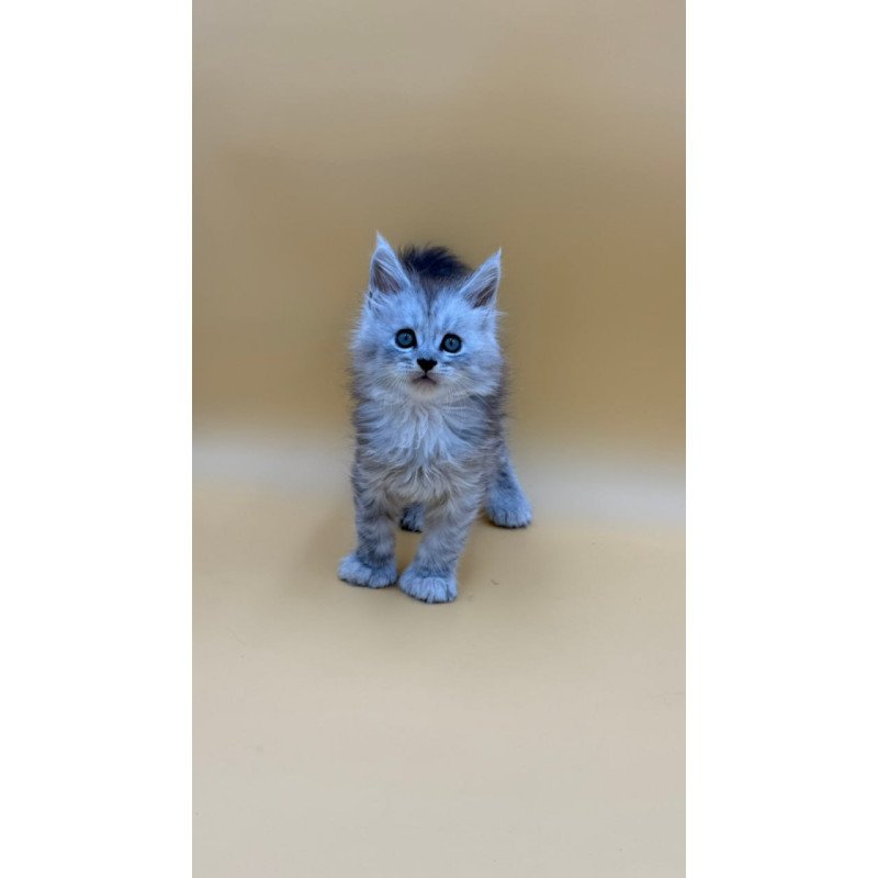 Maine Coon Heyjay