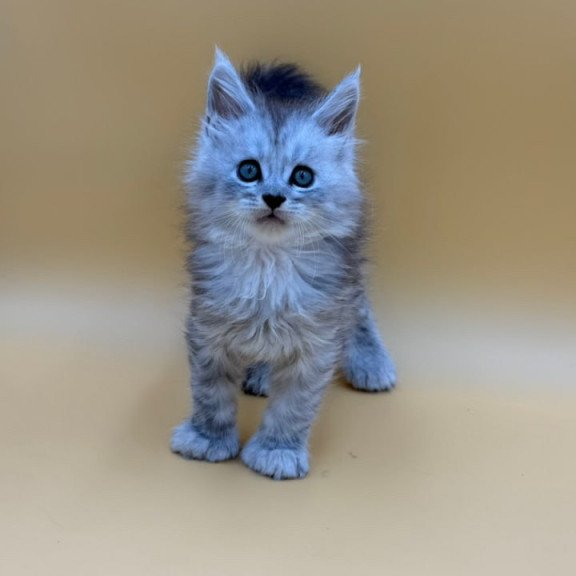 Maine Coon Heyjay