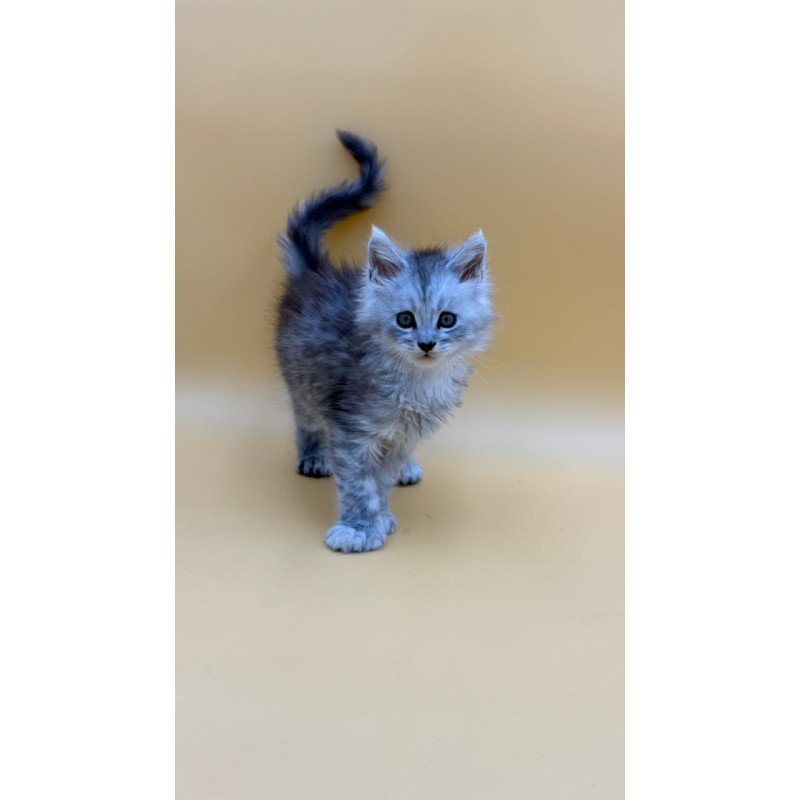 Maine Coon Heyjay