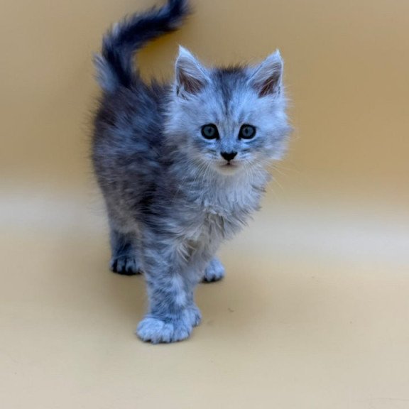 Maine Coon Heyjay