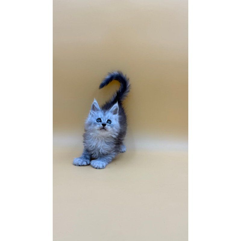 Maine Coon Heyjay