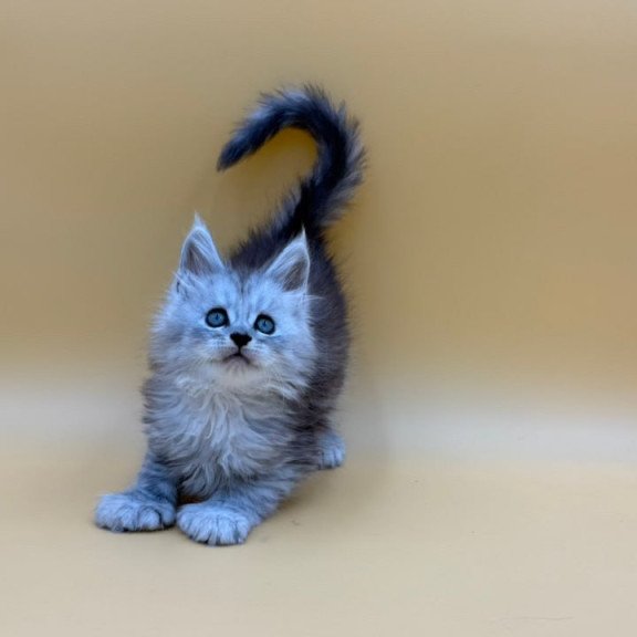 Maine Coon Heyjay
