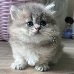 Munchkin Patrisia