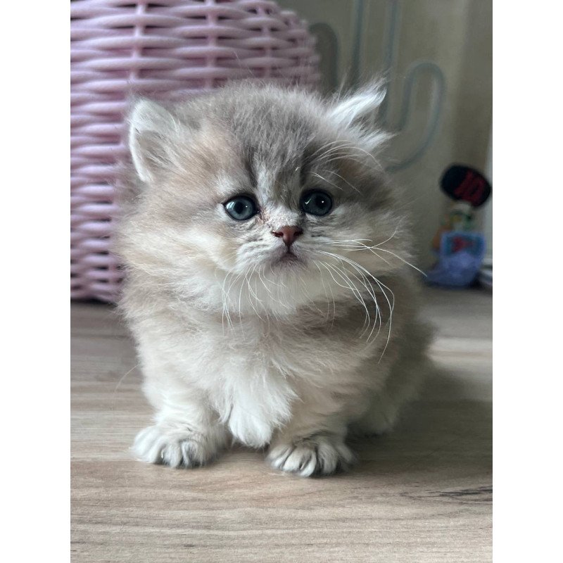 Munchkin Patrisia