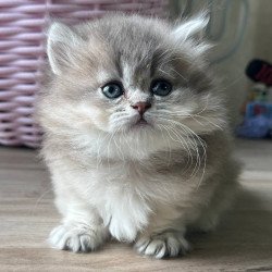 Munchkin Patrisia