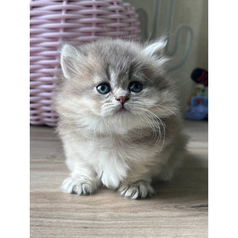 Munchkin Patrisia