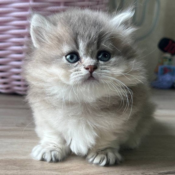 Munchkin Patrisia