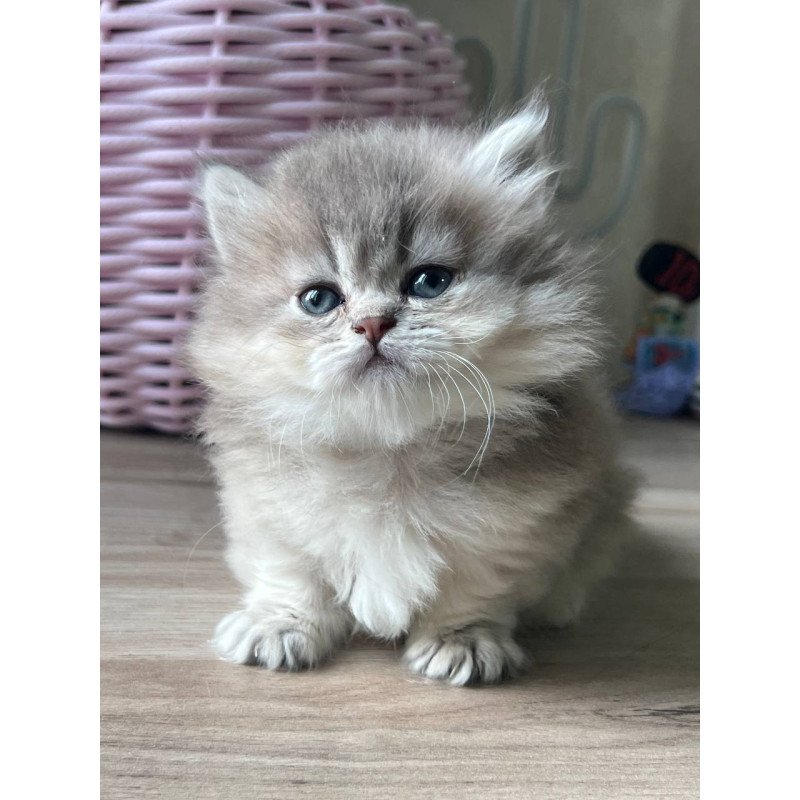 Munchkin Patrisia