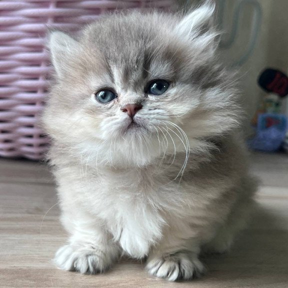 Munchkin Patrisia
