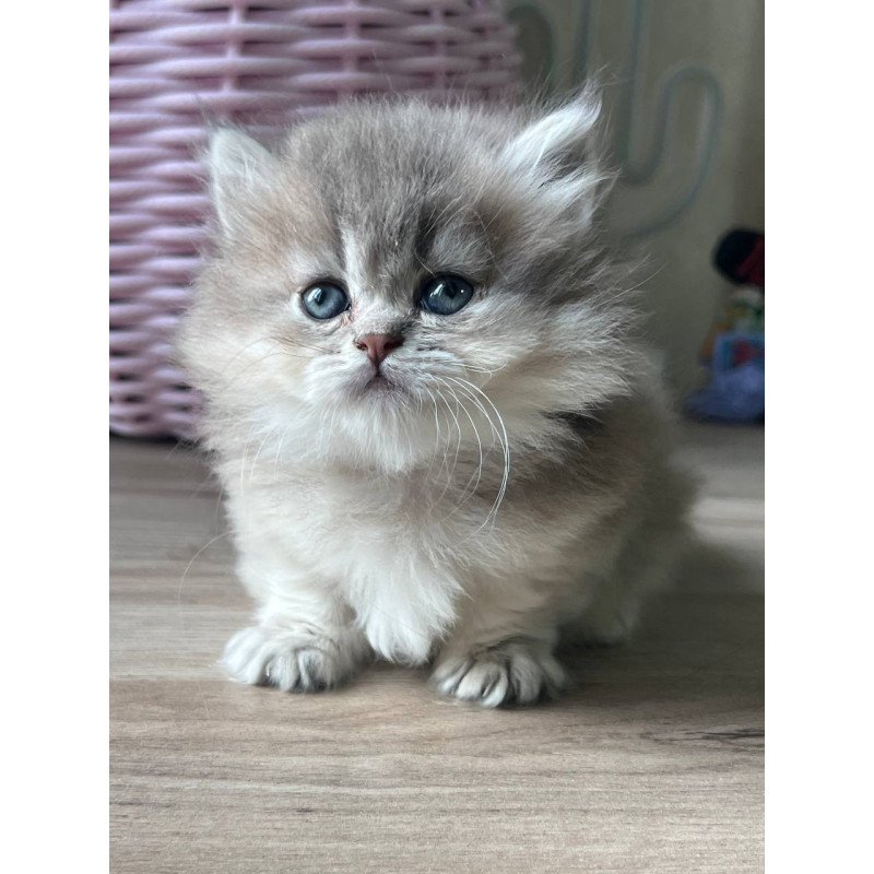 Munchkin Patrisia